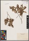 Foto von Salix aurita L. x Salix myrtilloides L.